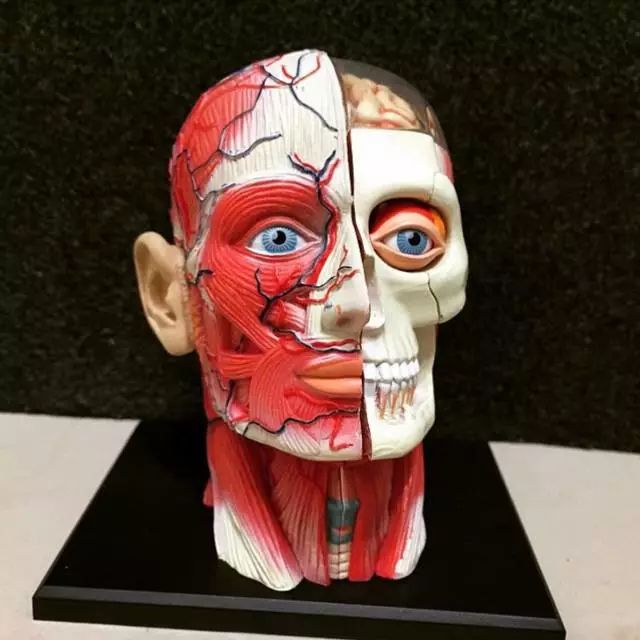 模型supreme (supreme模型)