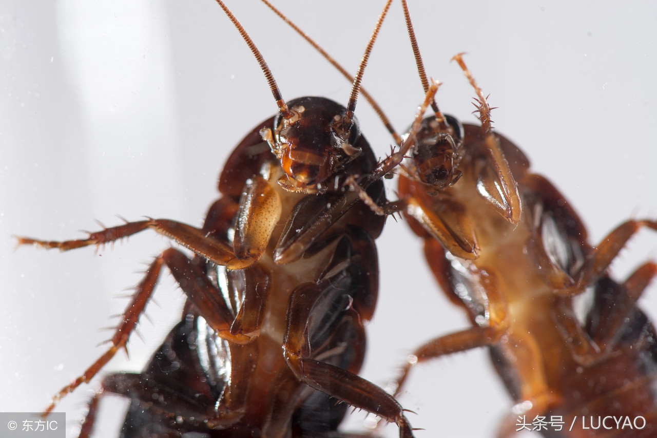 令人头皮麻的白蚁,让人皮肤发麻的虫子