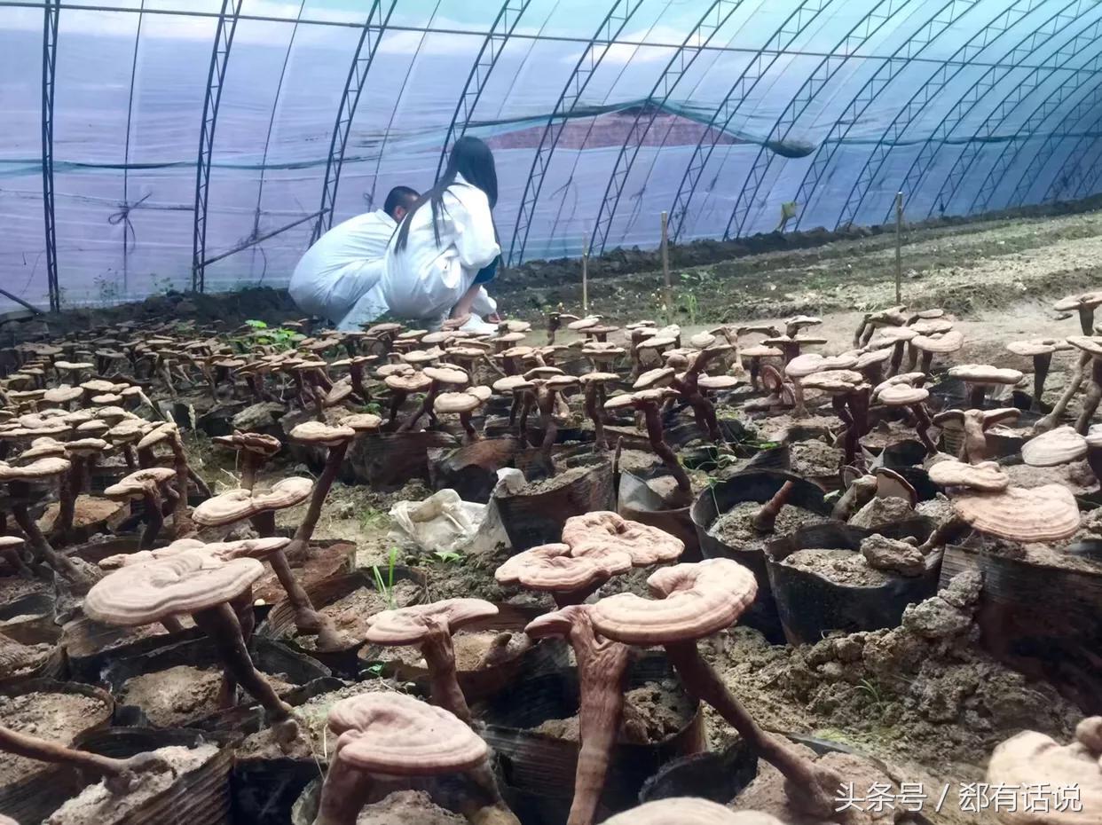 温室种植中药材,大棚种植灵芝的前景