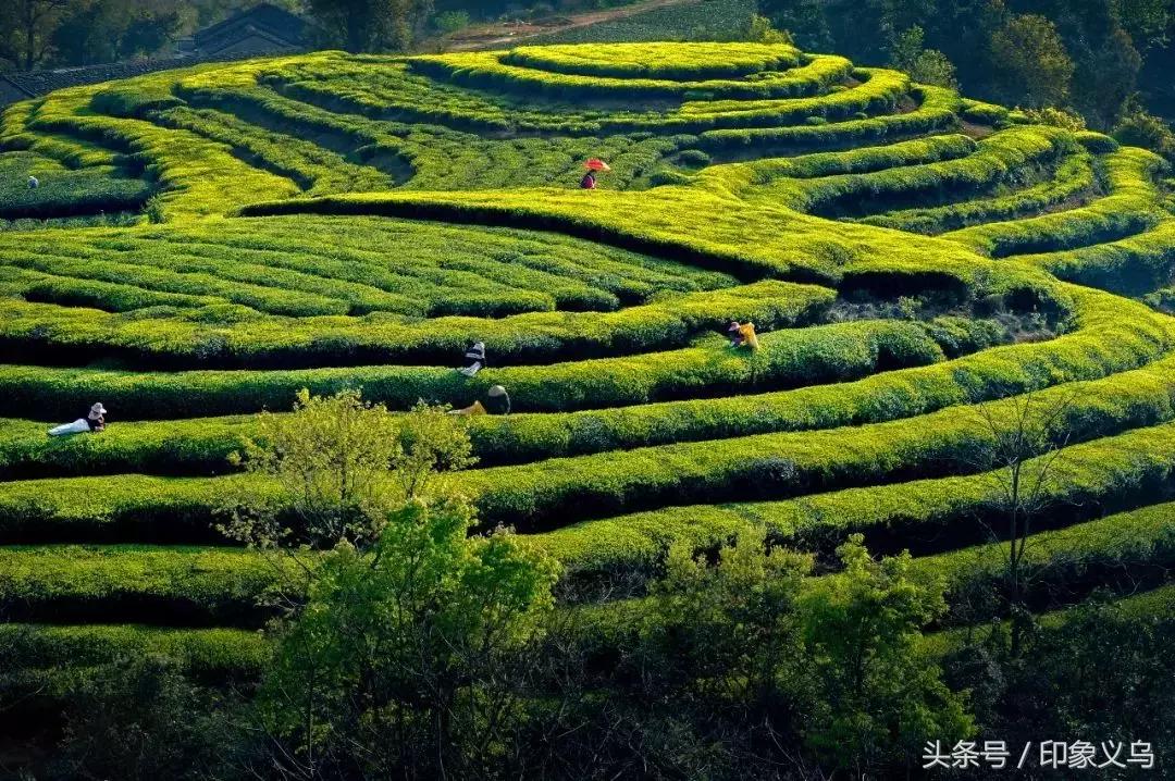 雀巢茶萃冰极柠檬茶好喝吗,珠海北山好喝的茶是什么茶