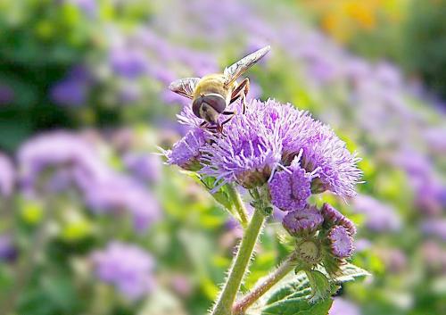 养花方法大全,花店一般怎么养花护花