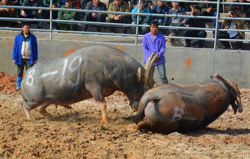 收藏｜这份国庆游玩攻略，助你玩转黔南！