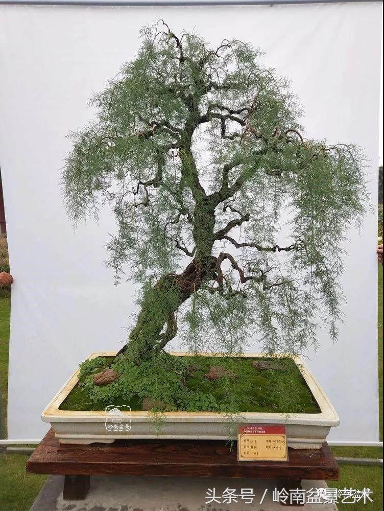 百年精品流苏老桩盆景,精品南天竺盆景