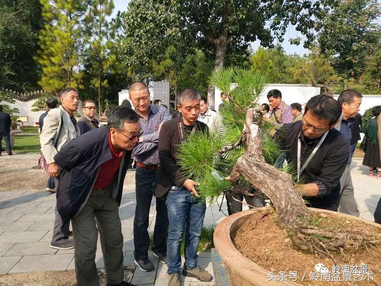 百年精品流苏老桩盆景,精品南天竺盆景