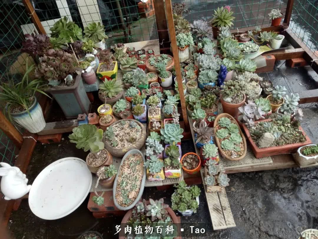 命运多舛，痴迷淡然，肉坚强们逆袭在秋天！