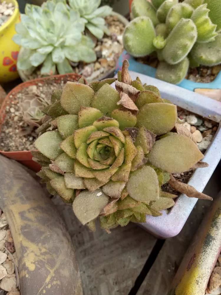 命运多舛，痴迷淡然，肉坚强们逆袭在秋天！