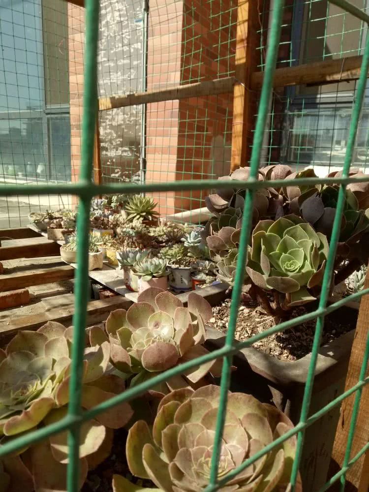 命运多舛，痴迷淡然，肉坚强们逆袭在秋天！