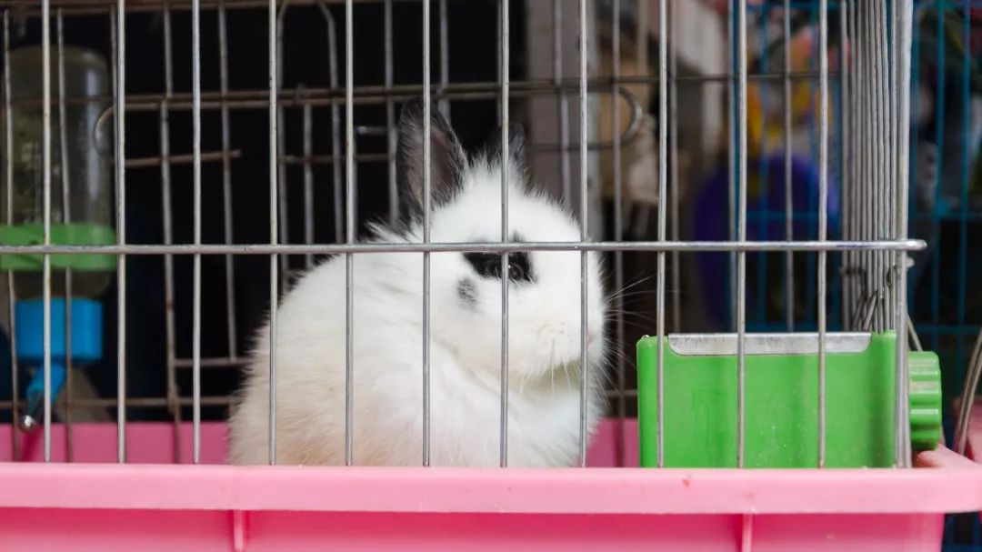 夫子庙花鸟鱼虫市场回忆,夫子庙花木鱼虫市场