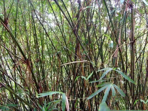 日本人用小竹子做鱼竿去小沟钓鱼,钓鱼人手工制作竹子鱼竿