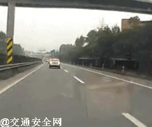 高速上遇到动物了正确处理方法,救命贴