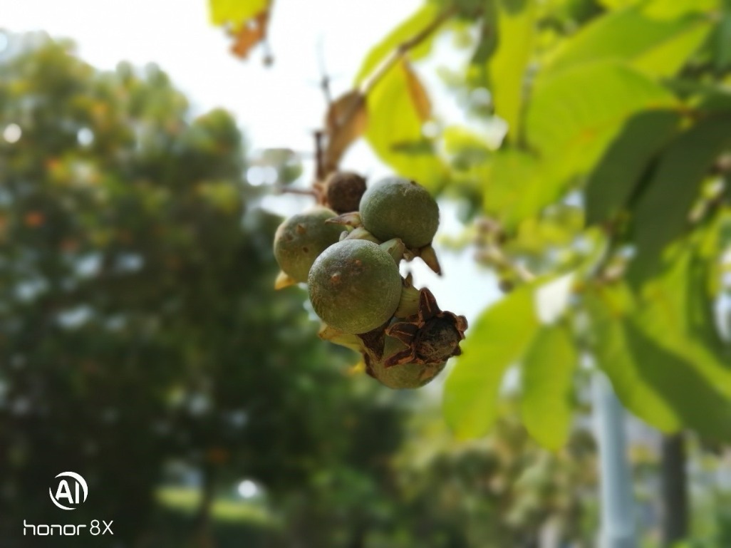 荣耀8x最新测评,千元档最强屏占比荣耀8x体验评测