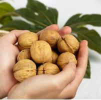 核桃仁怎么保存最好方法,核桃仁怎么保存才不生虫