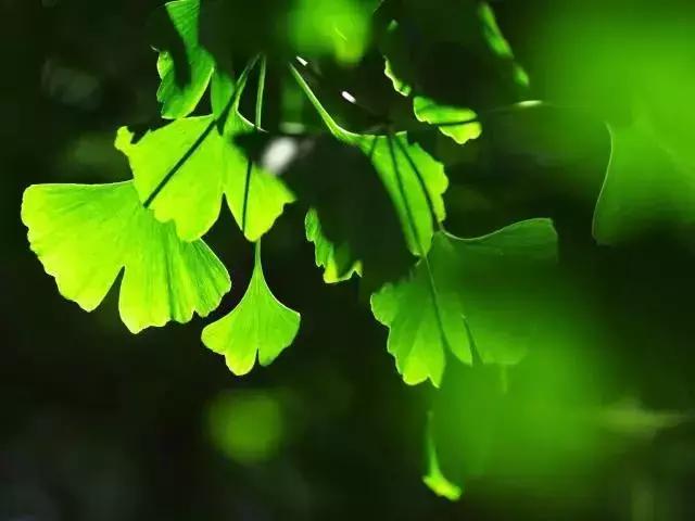 世界上有各种各样的树你听说过,世界上最美的树的排名