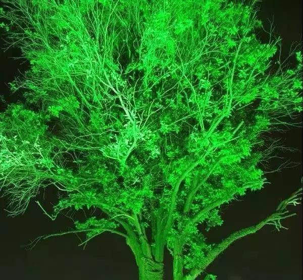 世界上有各种各样的树你听说过,世界上最美的树的排名