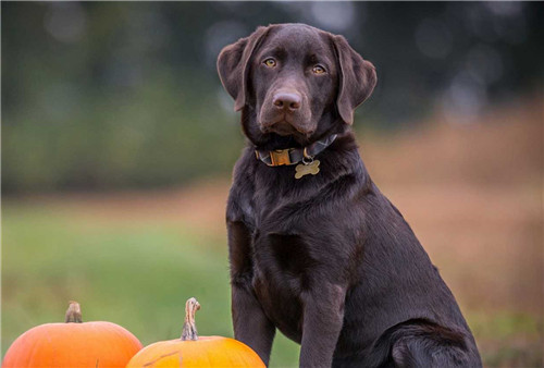 狗狗排尿次数少你还在偷偷乐？省事背后的健康隐患不容忽视