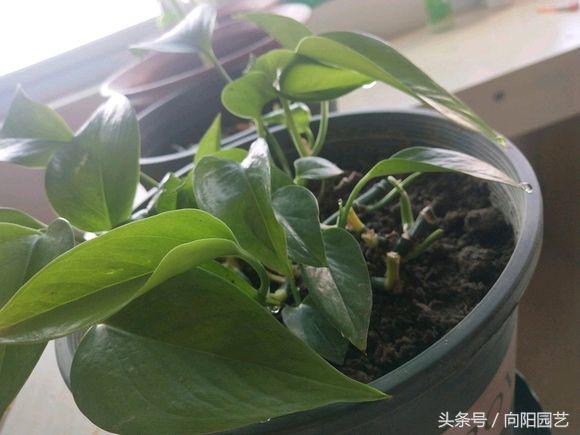 养绿萝做好这几点轻松养爆盆,绿萝要这样养才容易爆盆