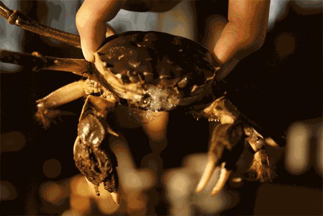 大闸蟹基础知识,大闸蟹科普知识