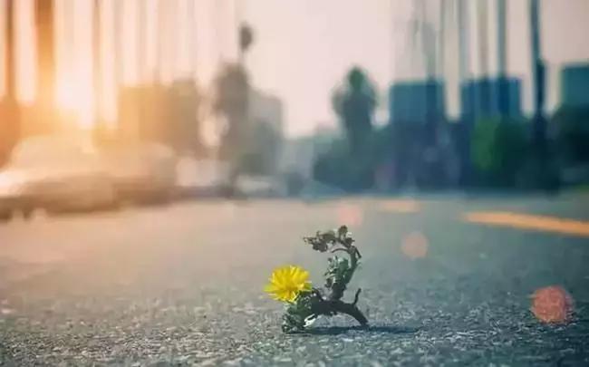 视写作为“缝补”，毕飞宇频频为她点赞