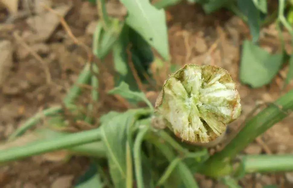 枯黄萎·镰刀菌病，植物得了真要命！绝杀枯黄萎，这招快准行！