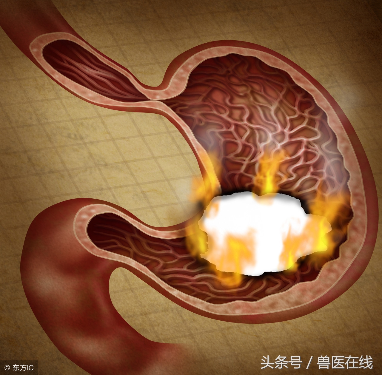 致病大肠杆菌如何产生,大肠杆菌会出现什么症状