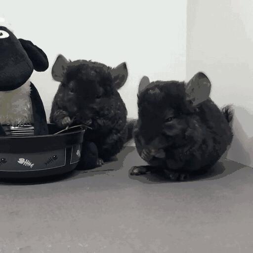 养龙猫的十大坏处,什么人最适合养龙猫