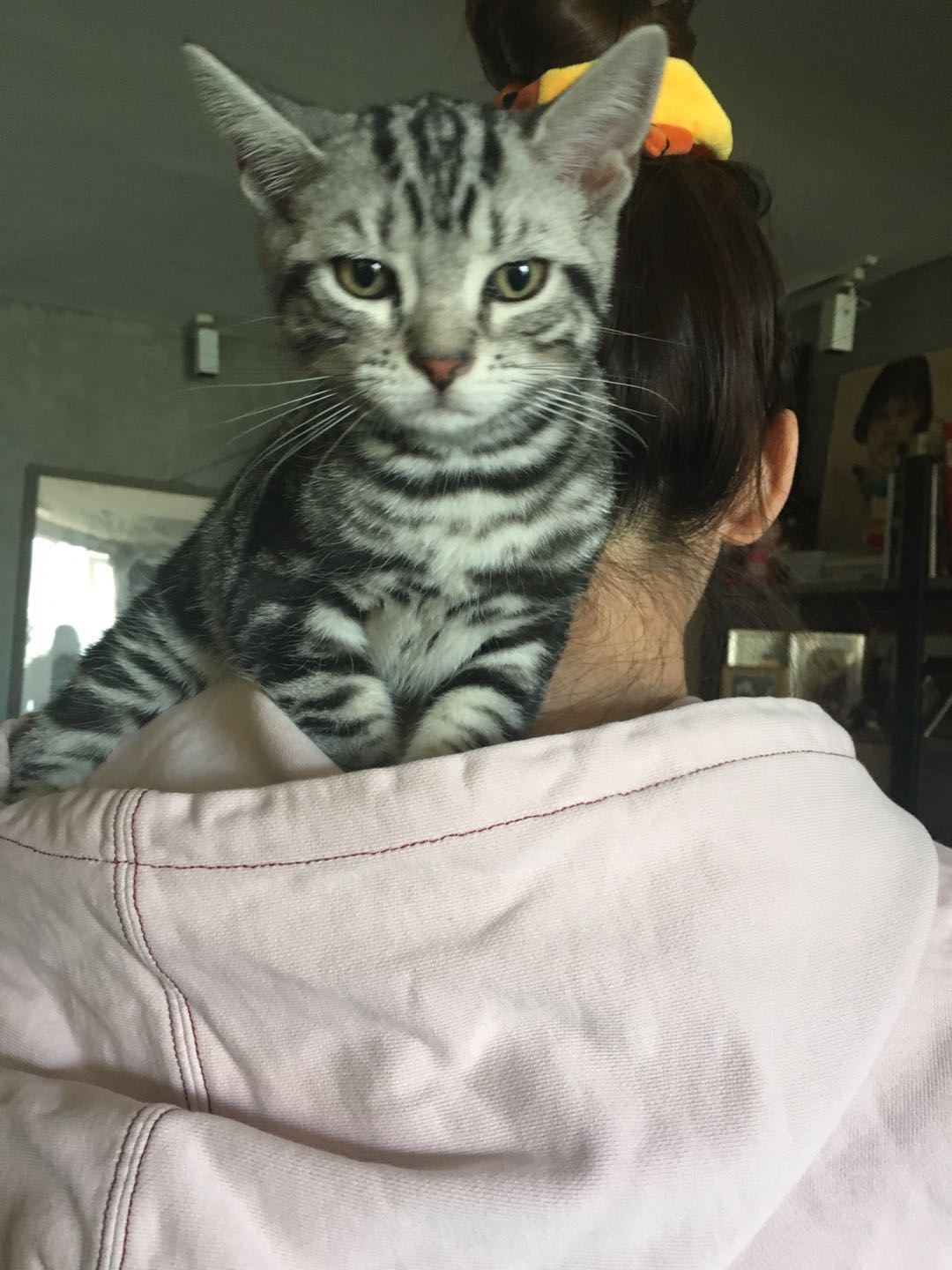 美短虎斑猫一窝,美短虎斑猫的日常