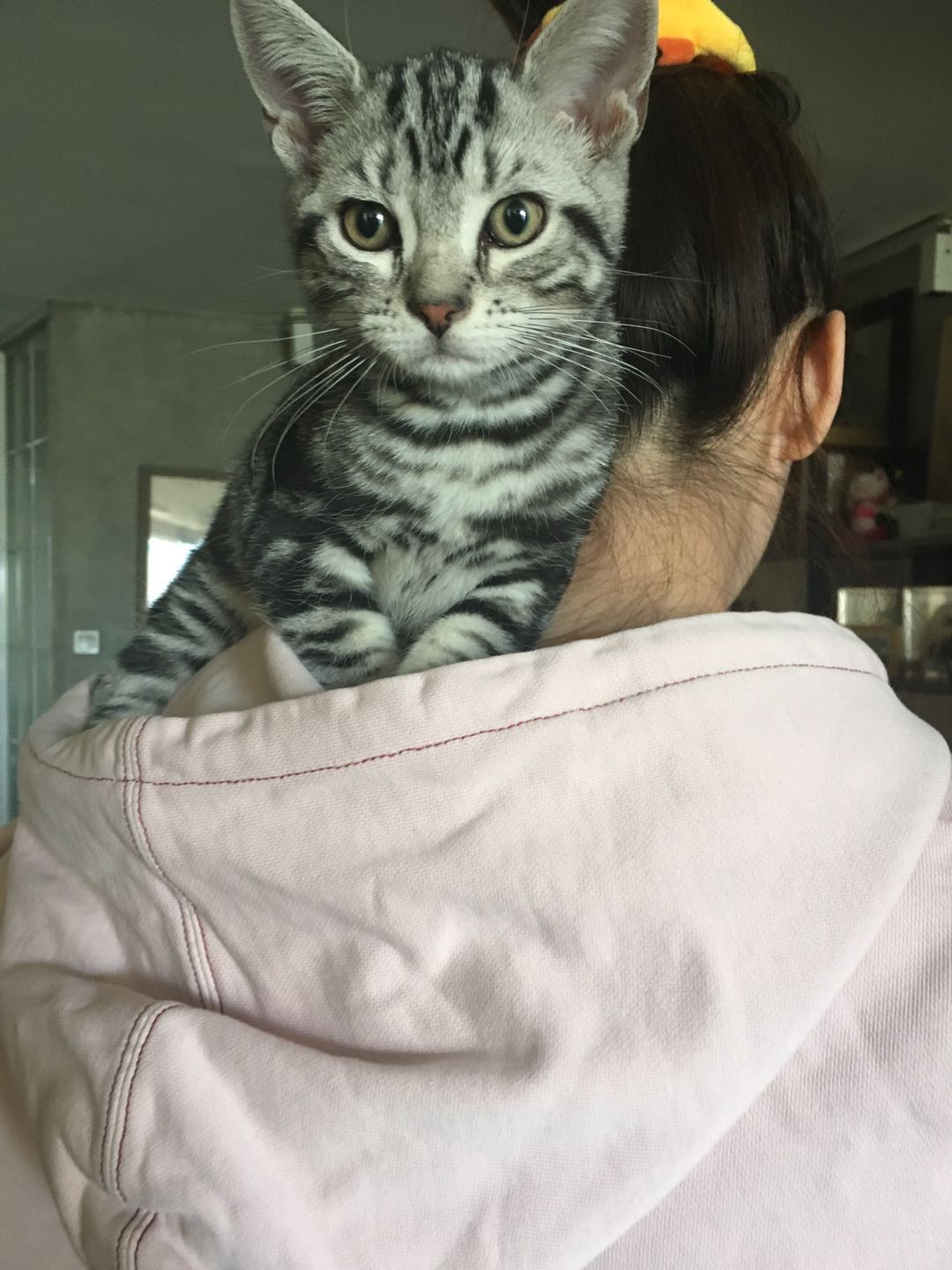 美短虎斑猫一窝,美短虎斑猫的日常