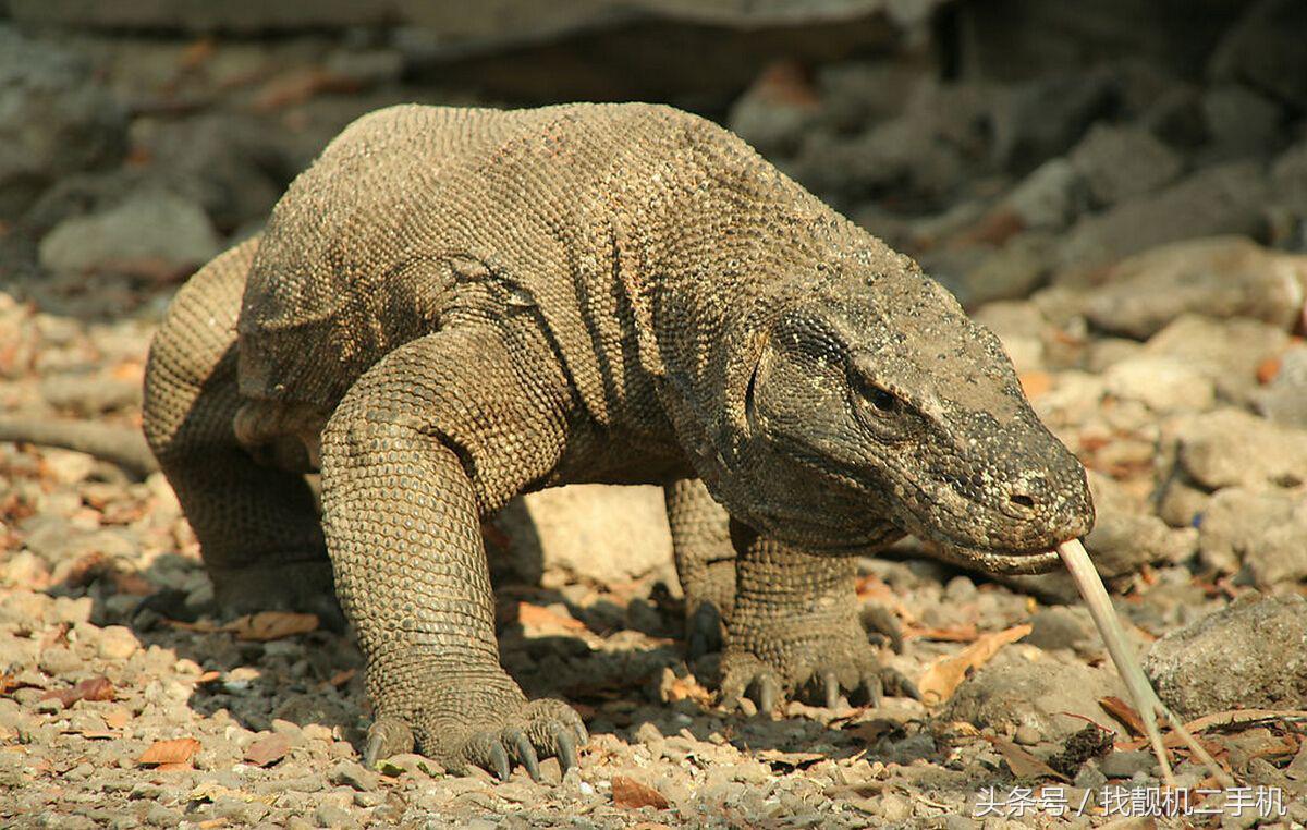 被科莫多蜥蜴咬一口还有救吗,人被科莫多蜥蜴咬了