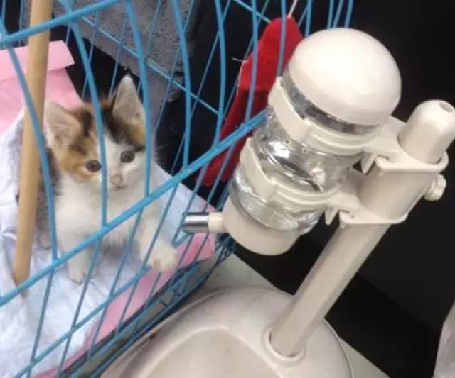 土猫真的好养吗,土猫就不可以养吗