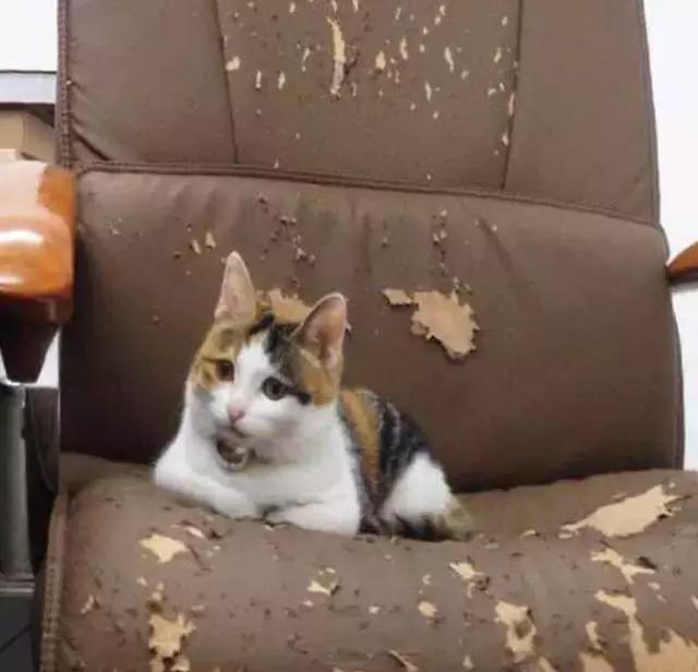 土猫真的好养吗,土猫就不可以养吗