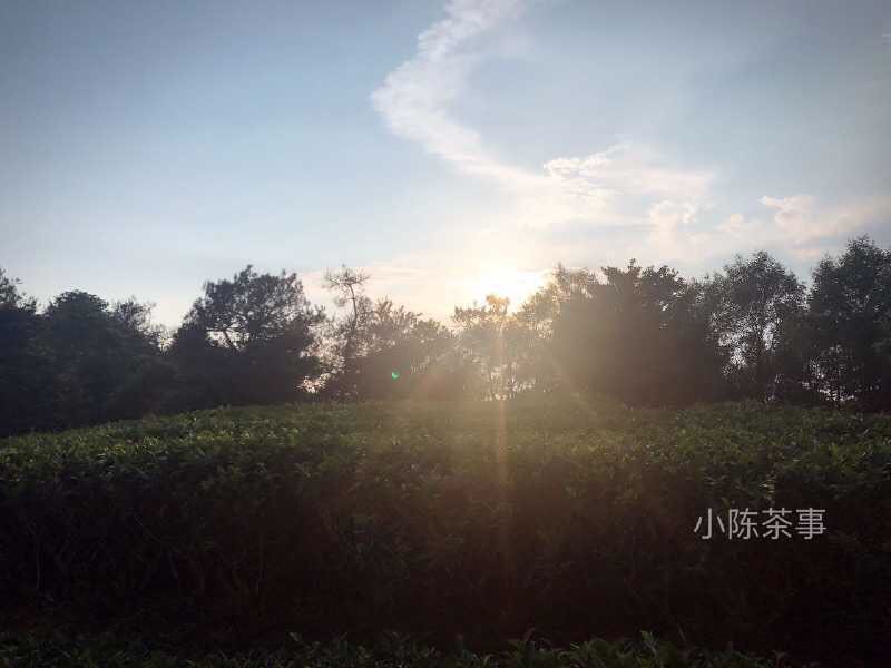 什么是白茶这三点你真的弄懂了吗,什么是白茶的品质特点