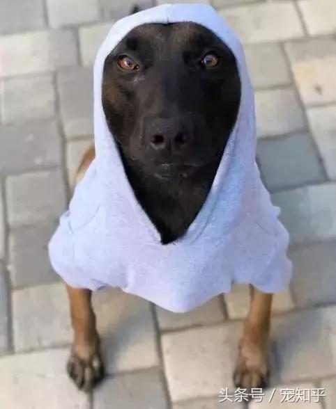 养马犬的十大优缺点,养马犬一般是拿来干嘛