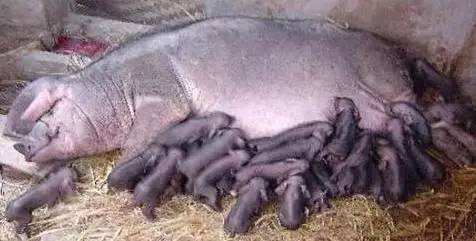 母猪产仔全过程讲解,母猪接生操作视频教程