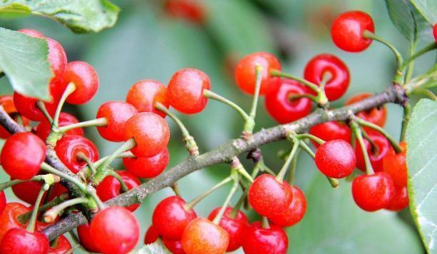 樱桃品种中国樱桃,特大早熟樱桃秦樱1号樱桃品种