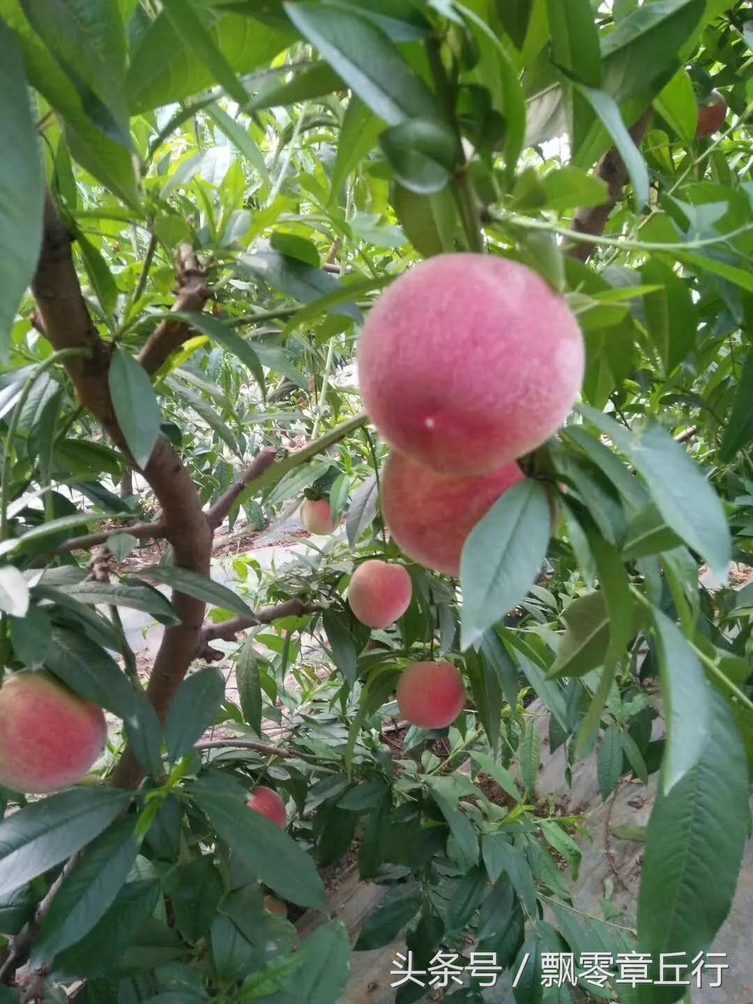 朱家峪附近采摘,章丘朱家峪摘油桃