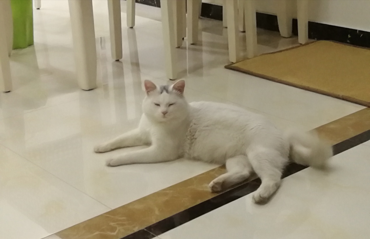 把流浪猫带回来应该怎么养,如何将流浪猫带回家并且将它驯服