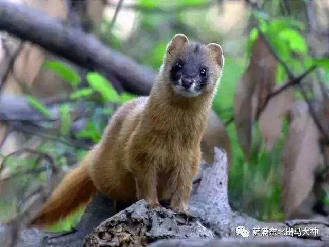 蛤蟆躲灾黄鼠狼讨封,黄鼠狼讨封为什么其他四个不讨封