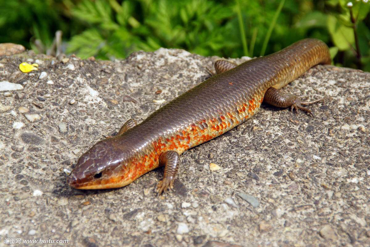 石龙中草药,石龙子的图片