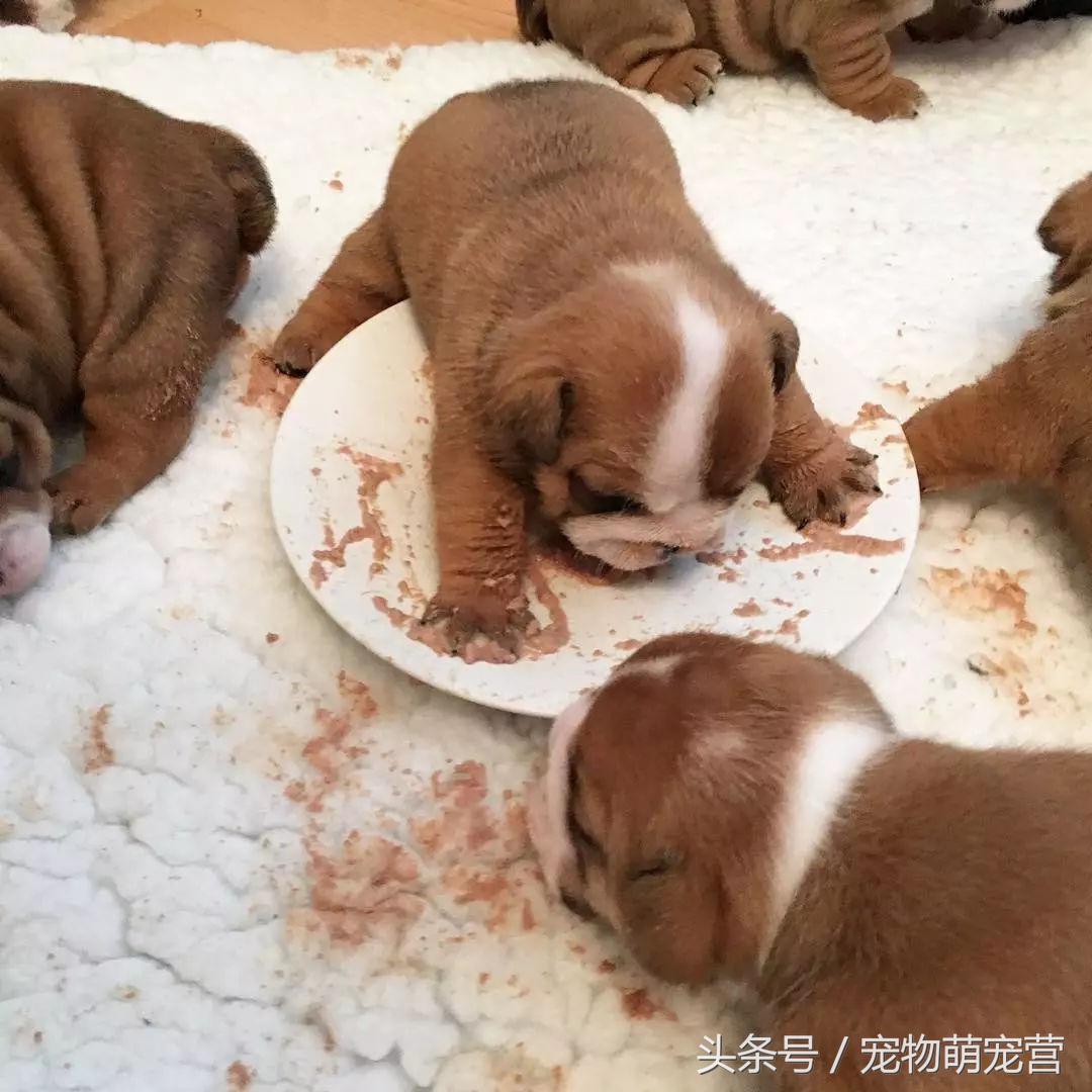 宠物狗生骨肉制作,宠物狗生小狗有什么动作