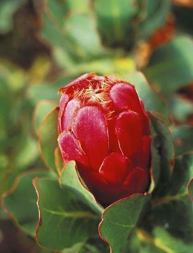 世界上长得最像外星植物的植物,植物界中神秘的植物