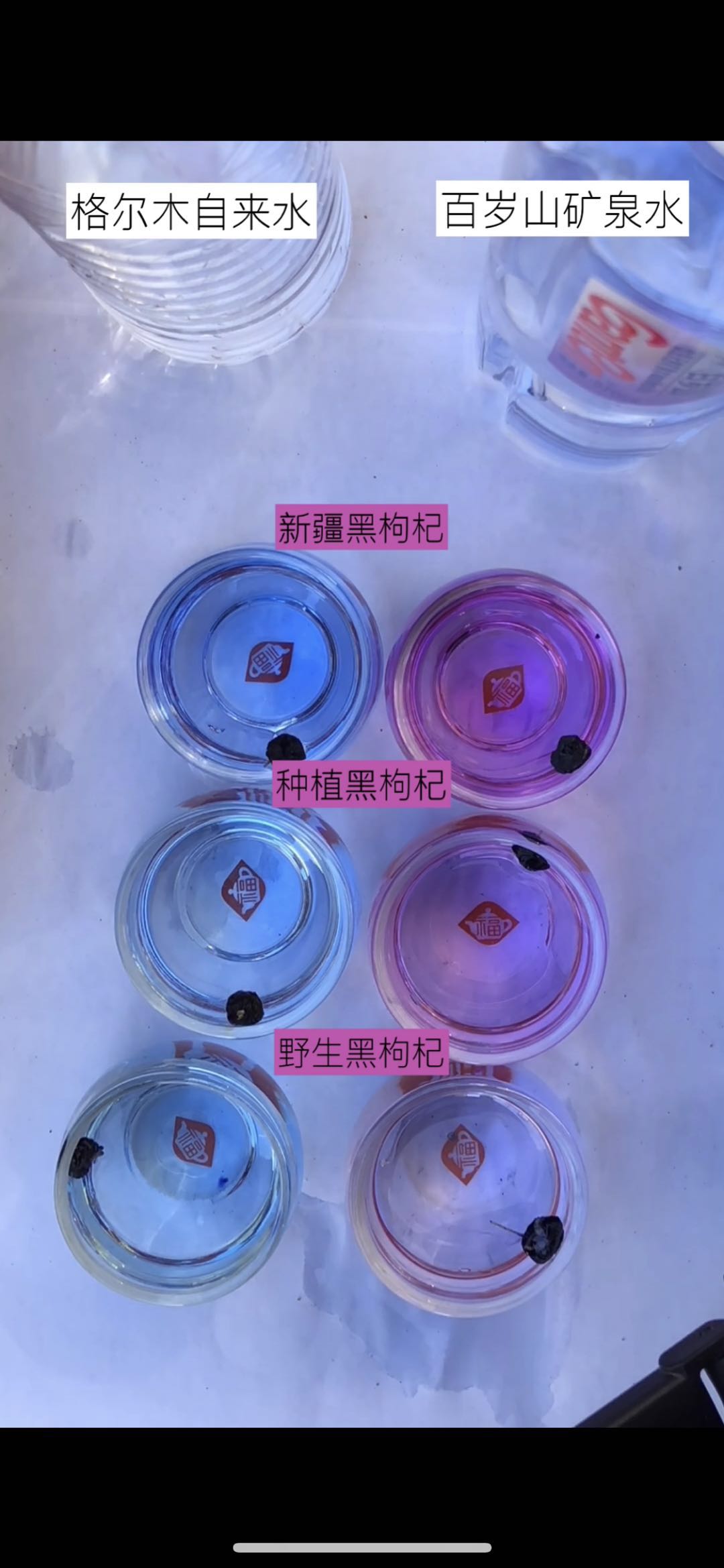 黑枸杞怎么识别有没有上色,怎样识别种植和野生黑枸杞