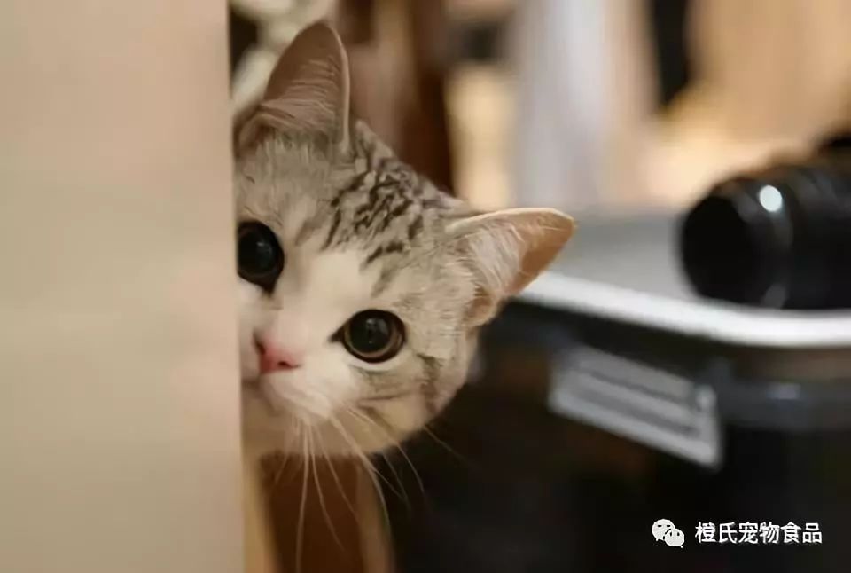 家里到处都是狗毛清理妙招,家里养猫狗毛怎么清理