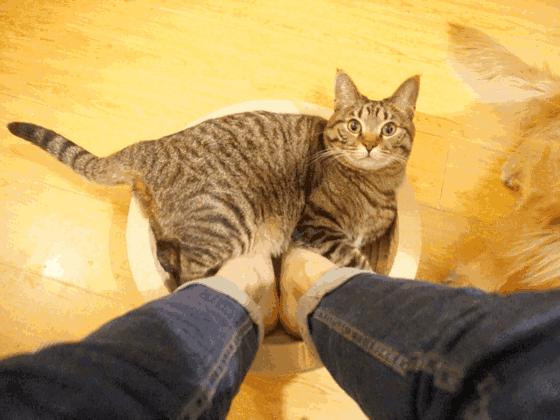 抽筋的科学解释,抽筋真的是因为缺钙吗一图读懂