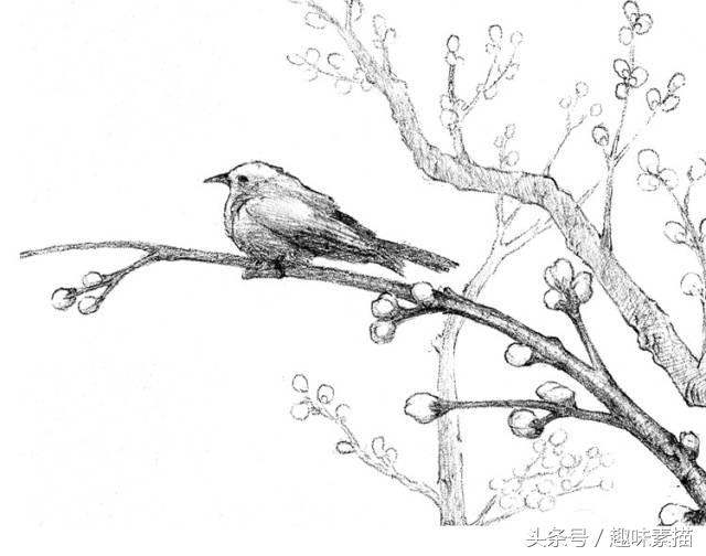 素描腊梅图片,腊梅树素描教学