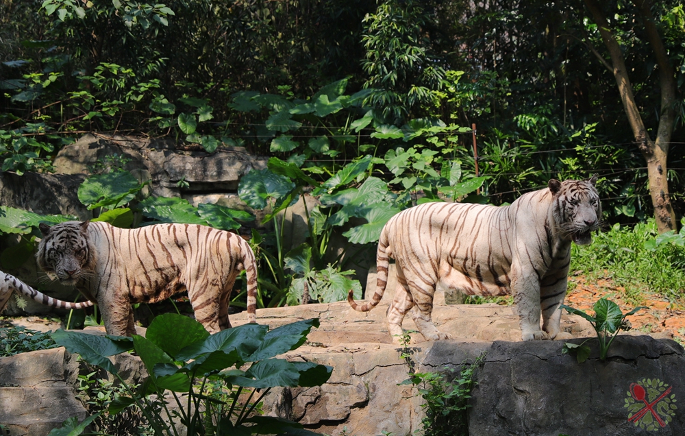 广州长隆四个乐园攻略,国庆长隆二日游