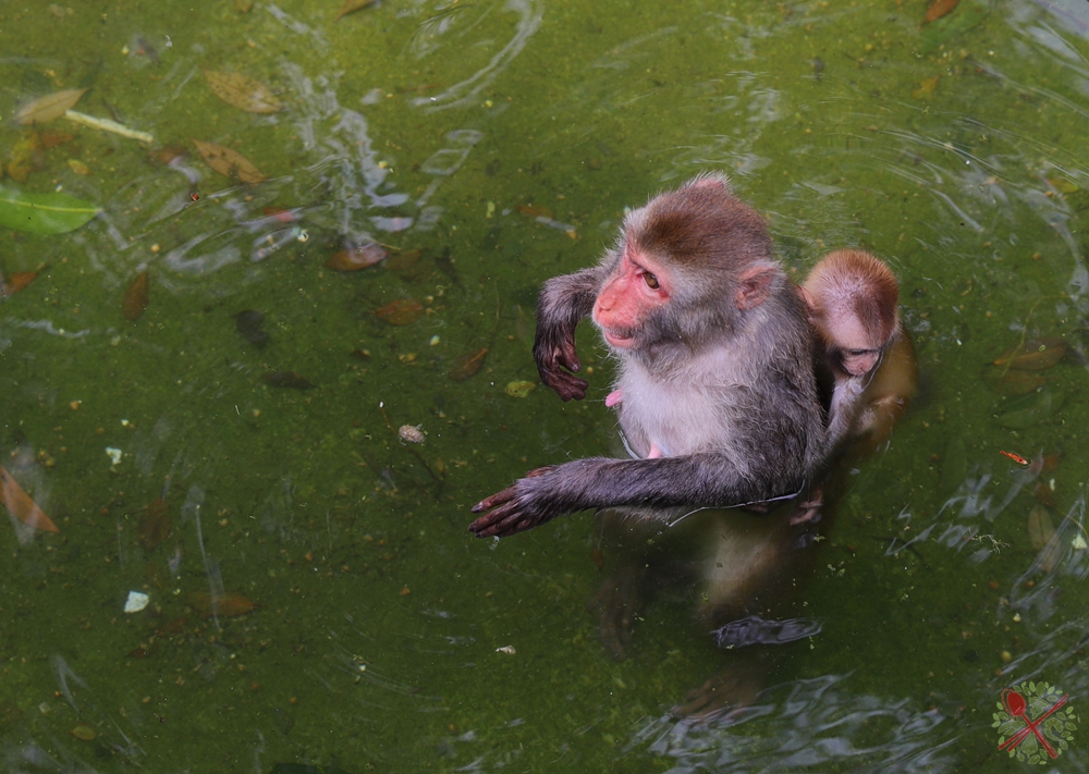 去广州长隆不住景区攻略,春节广州长隆不住园区怎么玩