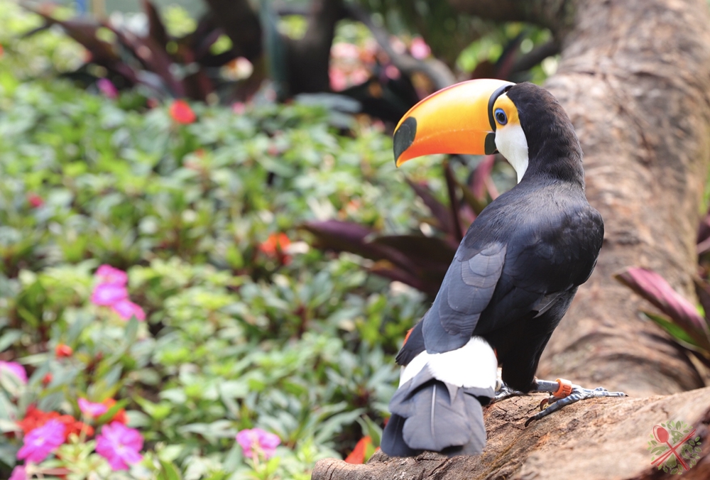 去广州长隆不住景区攻略,春节广州长隆不住园区怎么玩