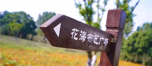 嘉兴有一片花海在哪里,嘉兴最漂亮花海