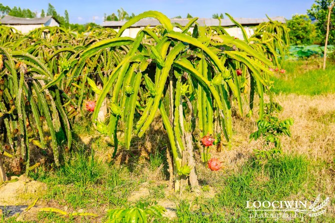 第一次采摘火龙果的体验,高明采摘火龙果