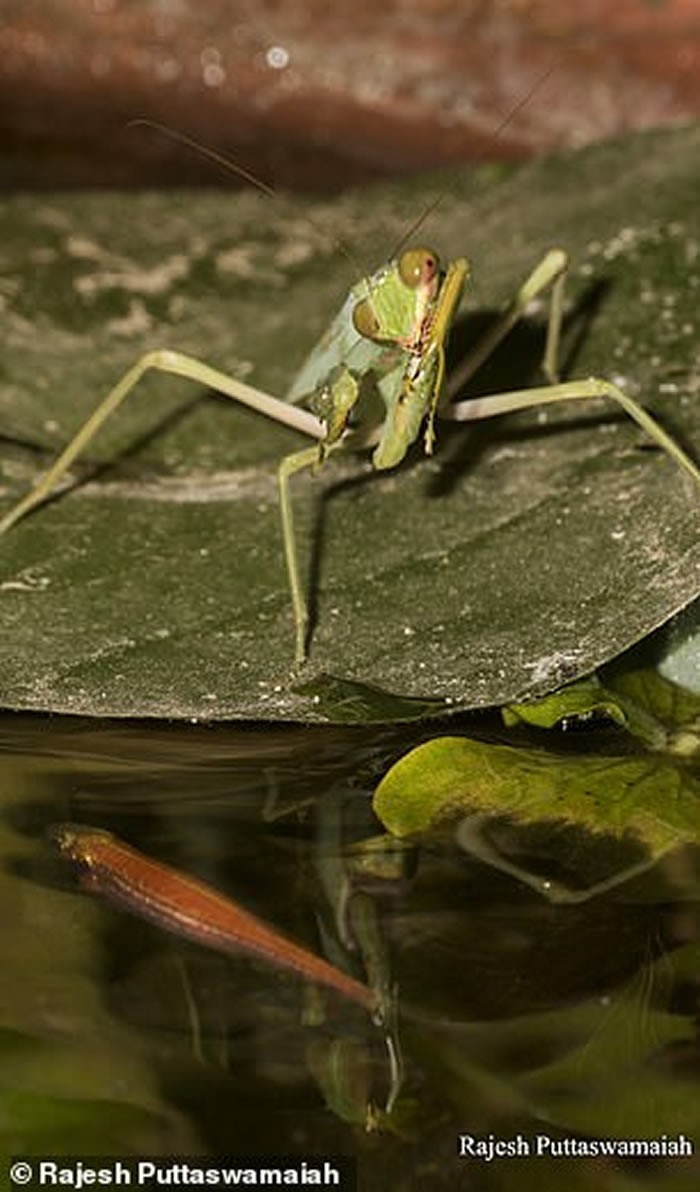 巨型螳螂是怎么捕食的,巨斧螳螂昆虫纲螳螂目动物